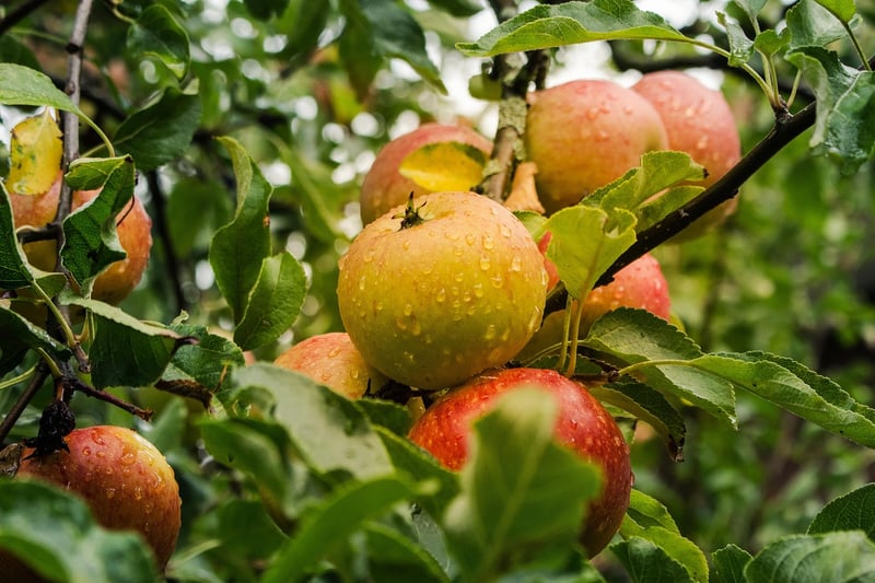 Apples