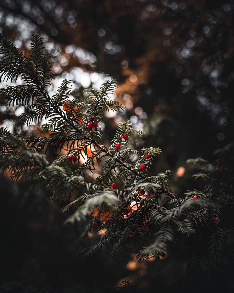 Enchanted Forest Retreat