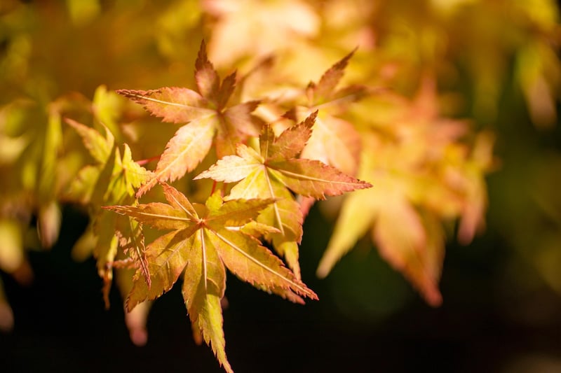 Japanese Maple Tree