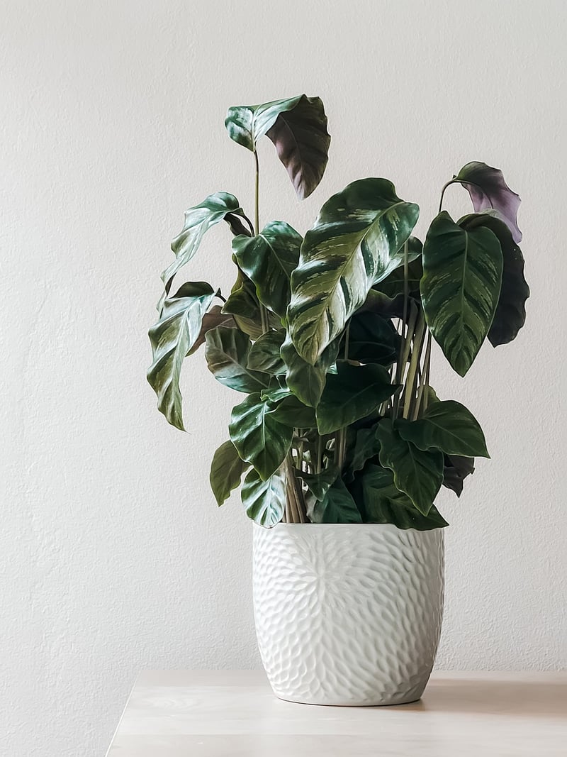 Potted Plants and Herbs